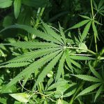 smokeable marijuana Florida passes