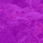 medical-marijuana-jacksonville