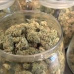 marijuana-doctor-jacksonville-florida